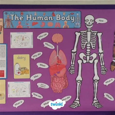 The Human Body Classroom Display! | Human body classroom, Classroom displays, Primary classroom ...