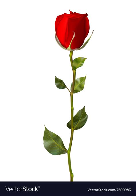 Single red rose isolated on white eps 10 Vector Image