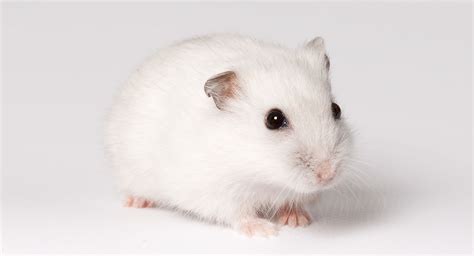 Fluffy White Hamster