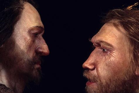 Neanderthal DNA May Affect Skull Shape of Modern Humans