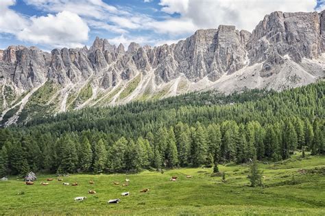 "Buy Alpine Landscape Wallpaper | Happywall"