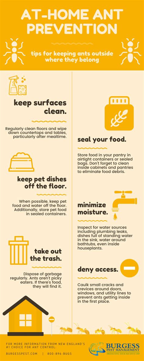 DIY Ant Prevention [INFOGRAPHIC]