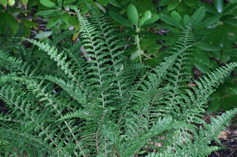 Dryopteris affinis (Dryopteridaceae) image 45267 at PlantSystematics.org