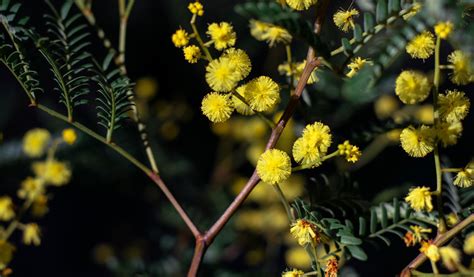 Mimosa : plantation, entretien, hivernage, taille - Jardiland