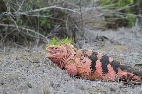 Galapagos Pink Land Iguana at the brink of extinction