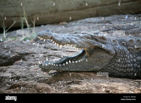 Crocodile close up mouth shot Stock Photo - Alamy