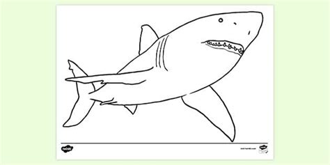 FREE! - Shark Colouring | Colouring Sheets (teacher made)