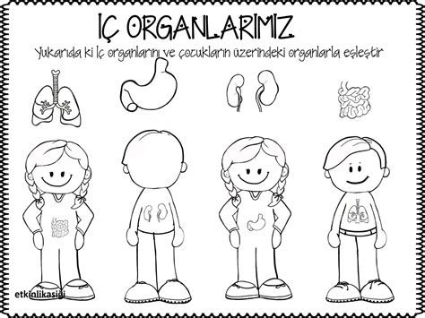 İÇ ORGANLARIM Preschool Education, Preschool Activity, Preschool ...