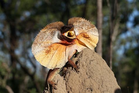 How frilled lizards expand their neck skin to scare predators | One Earth