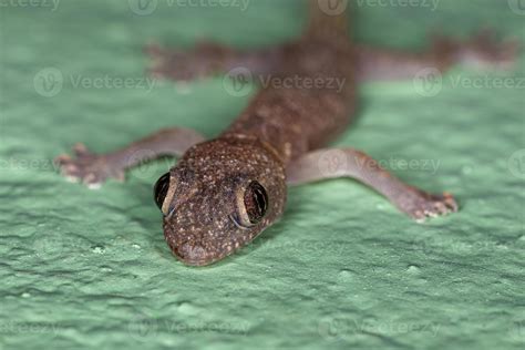 Tropical House Gecko 9229846 Stock Photo at Vecteezy