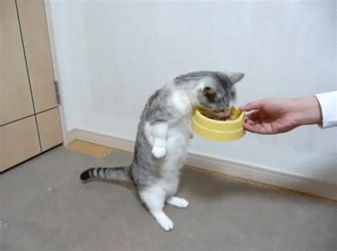 Cat GIF - Find & Share on GIPHY