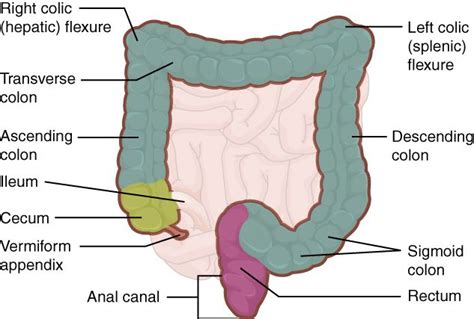 Parts of Large Intestine - William Chapman