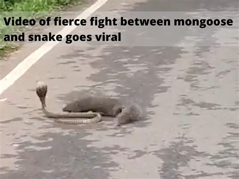 Saap aur nevla ki ladai| 'What a match!' Video of fierce fight between mongoose and snake goes ...