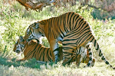 tigers mating (image)