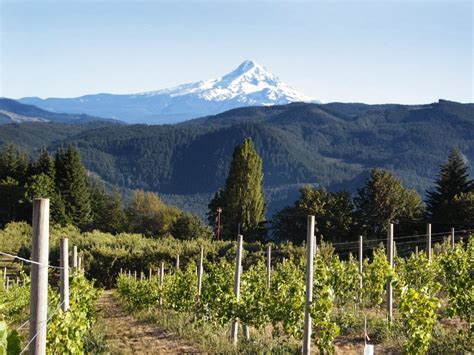 Northwest Cook: Columbia Gorge wineries open for Labor Day weekend ...