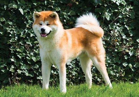 American Akita Vs. Japanese Akita: (Exotic Dog Breeds Compared 2020 ...