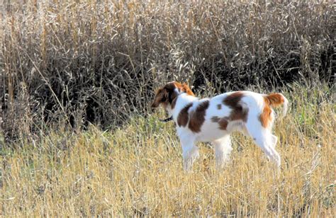 Haugen Ranch Kennels - Pictures | Brittany dog, Hunting dogs, Brittany ...