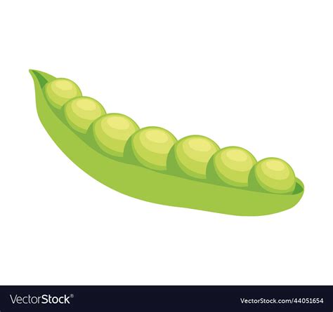 Green beans fresh vegetable Royalty Free Vector Image