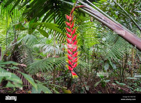 Amazon Rainforest Flowers