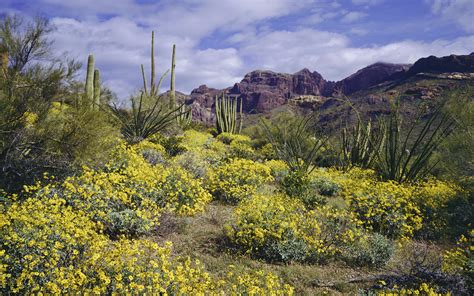 Arizona Desert Spring Flowers / Arizona wildflower forecast: Here's why ...