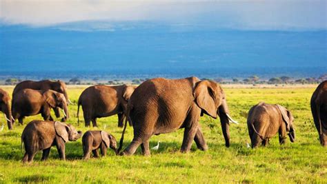 Kenya's Tourist Attractions; where to go and what to do