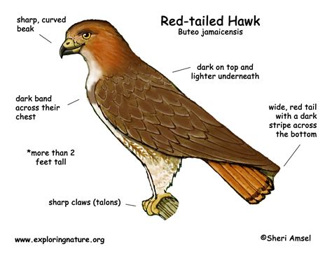 Hawk (Red-tailed)