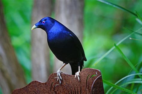 Real World Gardener Satin Bower Bird in Wildlife in Focus | Real World Gardener-Horticulture ...