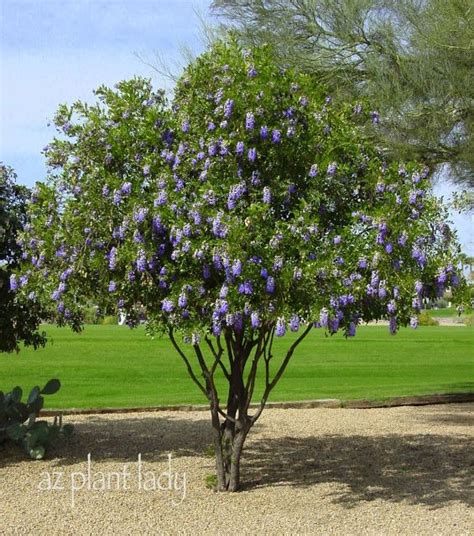 Grape Bubblegum Flowers | Desert landscaping, Desert garden, Desert trees