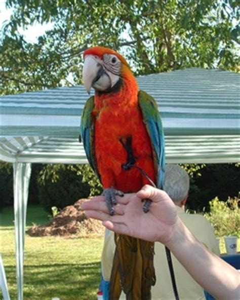 17 Best images about ("PARROT") FAMILY ...... on Pinterest | Scarlet, South america and Australia