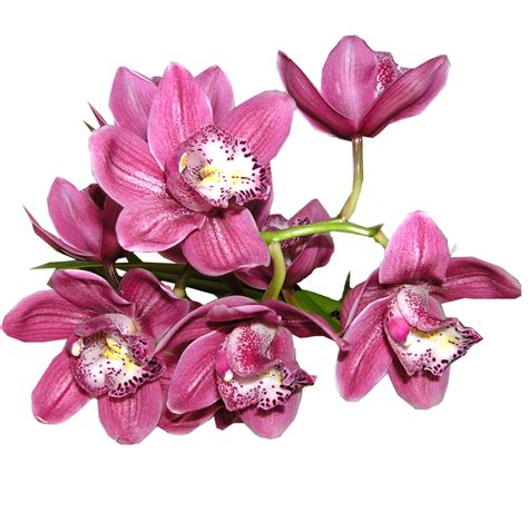 Orchid, Flower, Nature, Beauty, Plant PNG