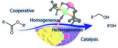 Heterogeneous and homogeneous catalysis for the hydrogenation of ...