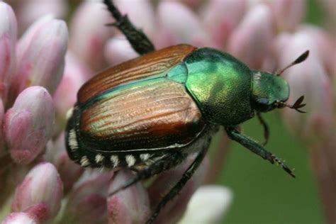 Japanese beetle - Invasive Species Council of British Columbia