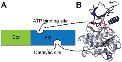 Schematic representation of the Bcr-Abl tyrosine kinase. Tyrosine ...