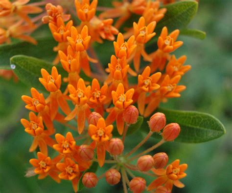 File:Butterfly Weed Flower and Bud Closeup 2408px.jpg - Wikimedia Commons