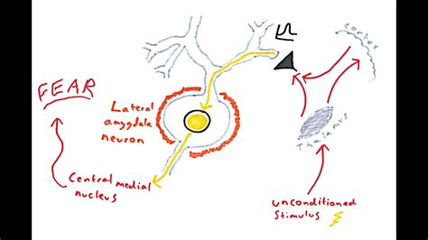 The Amygdala and Fear Conditioning - YouTube