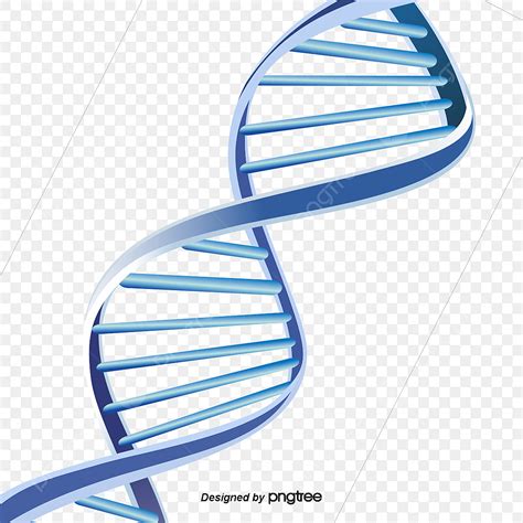 A Estrutura De Dupla Hélice Do Dna PNG , Dna, Double Helix, A Estrutura Imagem PNG e Vetor Para ...