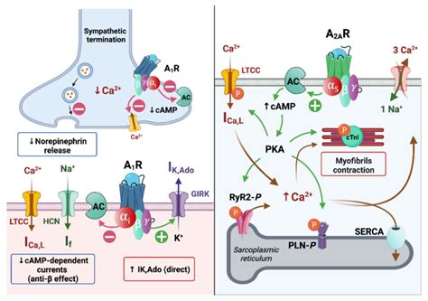 Illustrations of the effects of adenosine on action potential in a ...