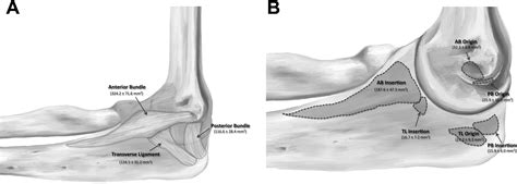 Ulnar Collateral Ligament Elbow