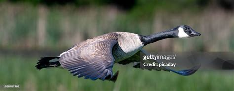 Canada Goose In Flight High-Res Stock Photo - Getty Images