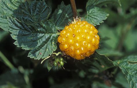 Edible Yellow Salmonberry Rubus by Rich Reid