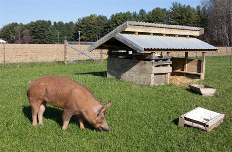 Free Range Tamworth Pig Farm Stock Photo - Image of pigpen, tamworth: 69839404