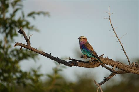 Madikwe Game Reserve - Safari Africa