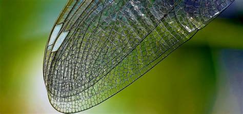 Scientists Are Using the Special Physics of Dragonfly Wings to Create Surfaces That Shred ...