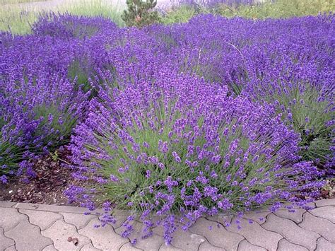 Lavender Purple Mood · Free photo on Pixabay