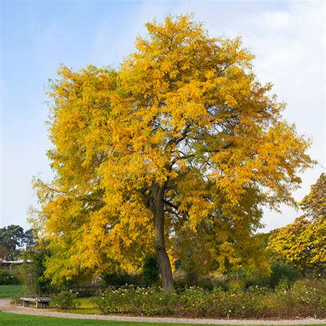 Shademaster Honeylocust Trees for Sale – FastGrowingTrees.com