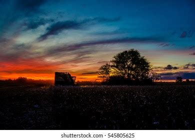Cotton Farming Sunset Stock Photo 545805625 | Shutterstock