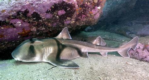 Port Jackson Shark – "OCEAN TREASURES" Memorial Library