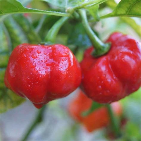 Seeds for Pimento Sweet Pepper | Capsicum annuum | Amkha Seed