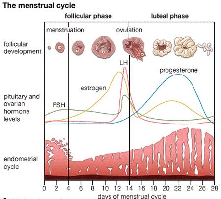 menstrual cycle - Why do the hormones FSH and LH decrease when the follicle is maturing and does ...