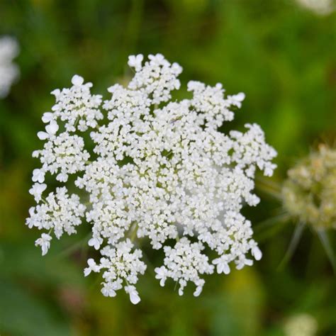 Queen Anne's Lace seeds | The Seed Collection